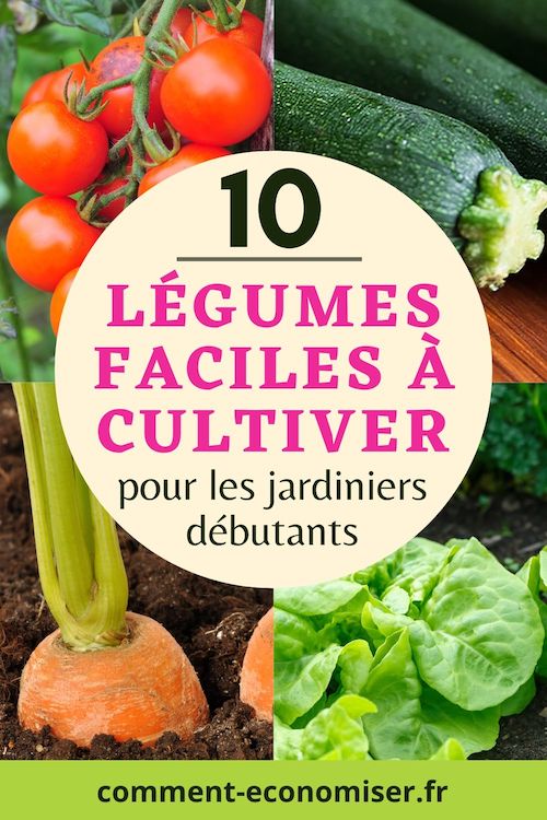 10 Légumes Faciles à Faire Pousser Pour Ceux Qui Débutent en Jardinage