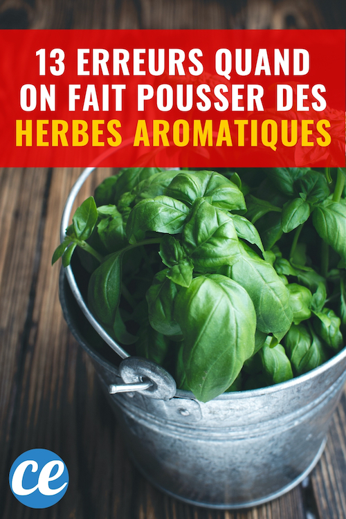 13 Erreurs à Éviter Pour Faire Pousser Des Herbes Aromatiques à la Maison