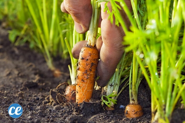 Tapes Faciles Pour Faire Pousser Des Carottes Toute L Ann E