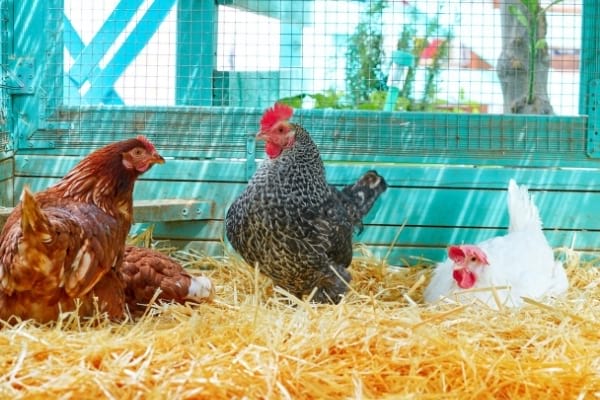 Astuces Faciles Pour Bien Nourrir Ses Poules Sans Se Ruiner