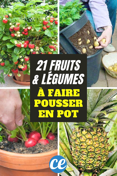 Les Fruits et Légumes Les Plus Faciles à Faire Pousser En Pot