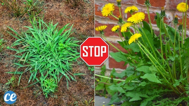 Les 15 Pires Mauvaises Herbes Du Jardin Et Les Solutions Pour S En