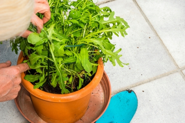 Fruits Et L Gumes Faire Pousser En Pot Sur Son Balcon