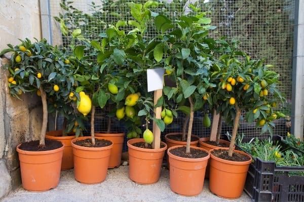 Fruits Et L Gumes Faire Pousser En Pot Sur Son Balcon