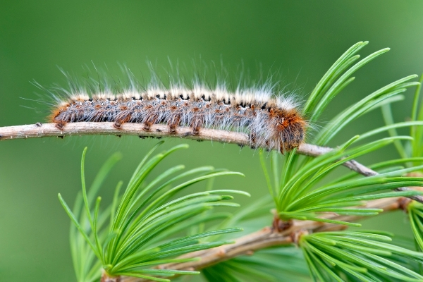 Trucs Efficaces Pour Se D Barrasser Des Chenilles Processionnaires