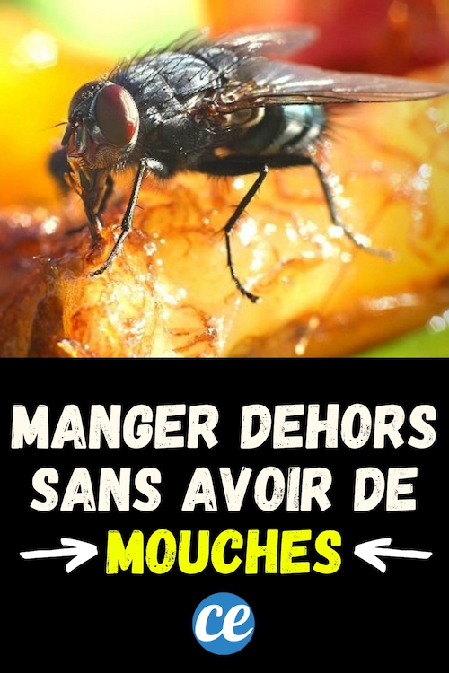 Comment Se Débarrasser des Mouches Quand On Mange Dehors