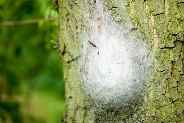 Trucs Efficaces Pour Se D Barrasser Des Chenilles Processionnaires