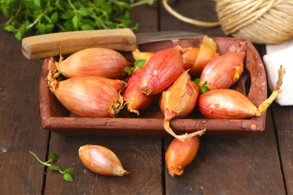 Que Planter En Novembre Au Potager Fruits L Gumes Qui Poussent