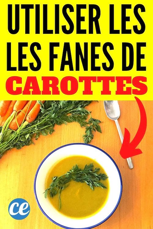 Que Faire Avec Des Fanes De Carottes Recettes Faciles Et Anti Gaspi