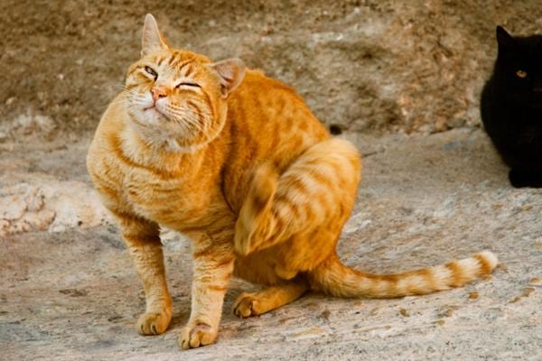 6 Astuces Pour Éviter les Boules de Poils du Chat Révélées Par Mon Véto