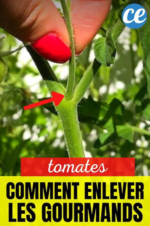 Pourquoi Et Comment Enlever Les Gourmands Des Tomates