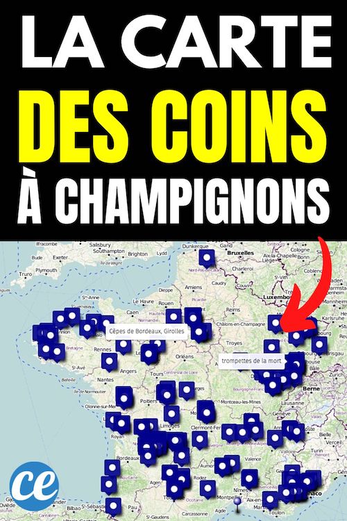 O Trouver Des Champignons En Ce Moment La Carte Des Coins Secrets