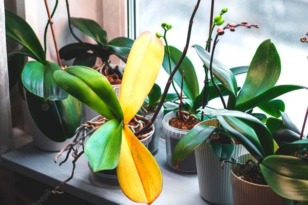 Comment Sauver Une Orchid E Mourante L Astuce Pour La Ramener La