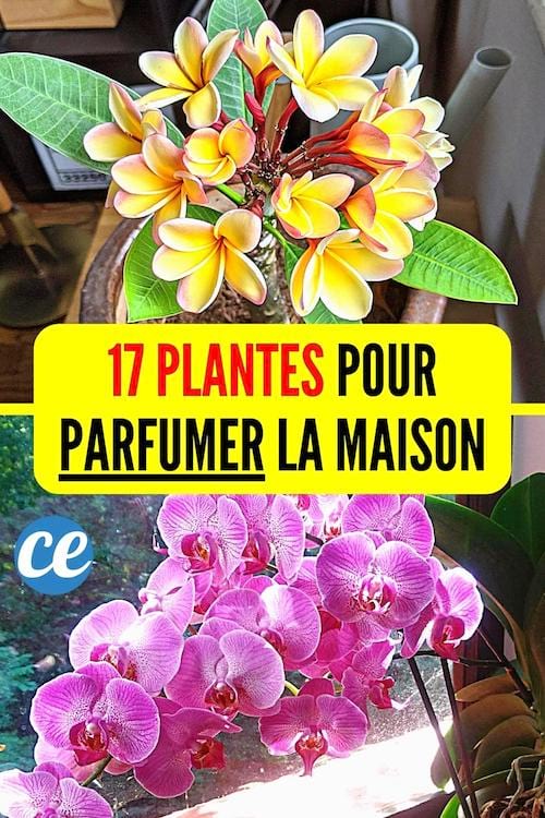 Plantes Odorantes Pour Parfumer Sa Maison Naturellement