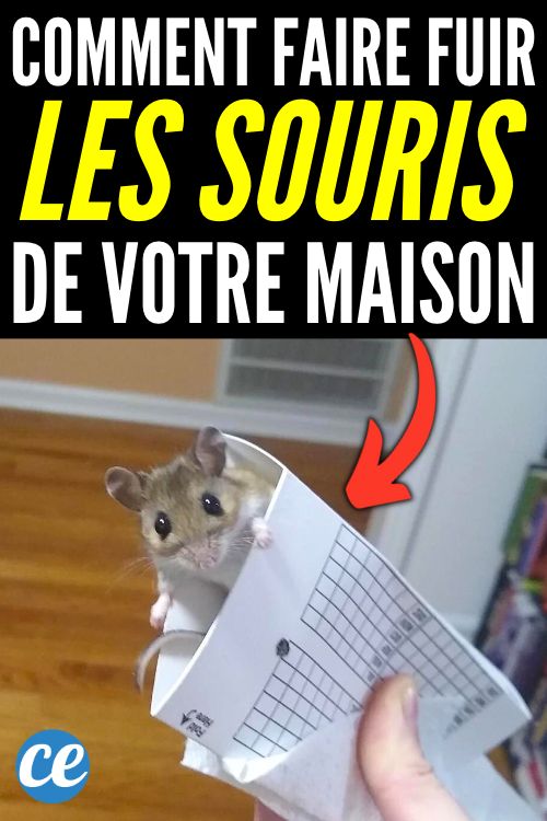 L Astuce Pour Se D Barrasser Des Souris La Maison Sans Les Tuer