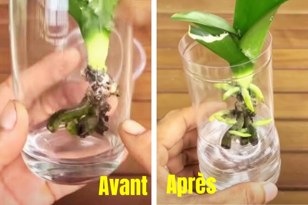 Comment Bouturer une Orchidée Le Tuto Facile Étape Par Étape