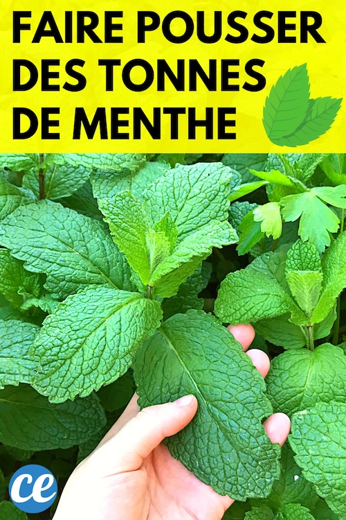 Comment Faire Pousser Des Tonnes De Menthe Facilement