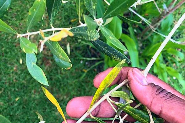 Mon Olivier A Des Feuilles Jaunes Cause Et Solutions Naturelles