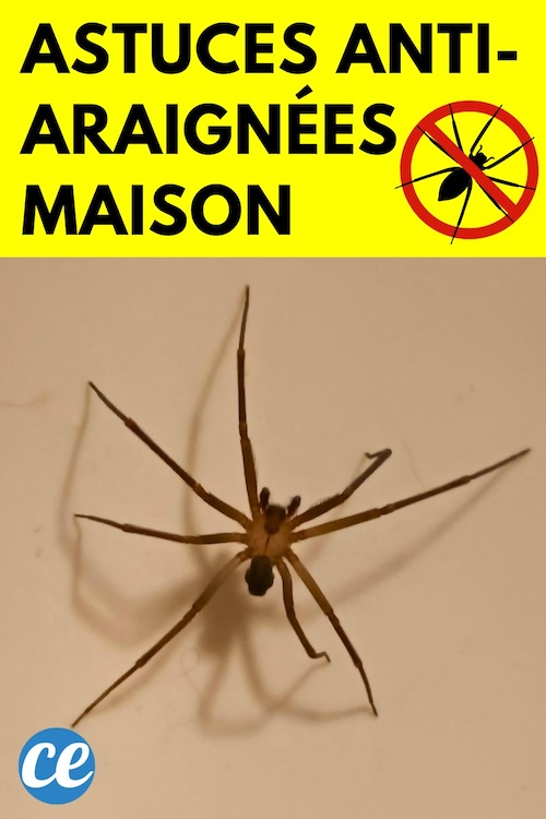 9 Astuces Naturelles pour Faire Fuir les Araignées de Votre Maison