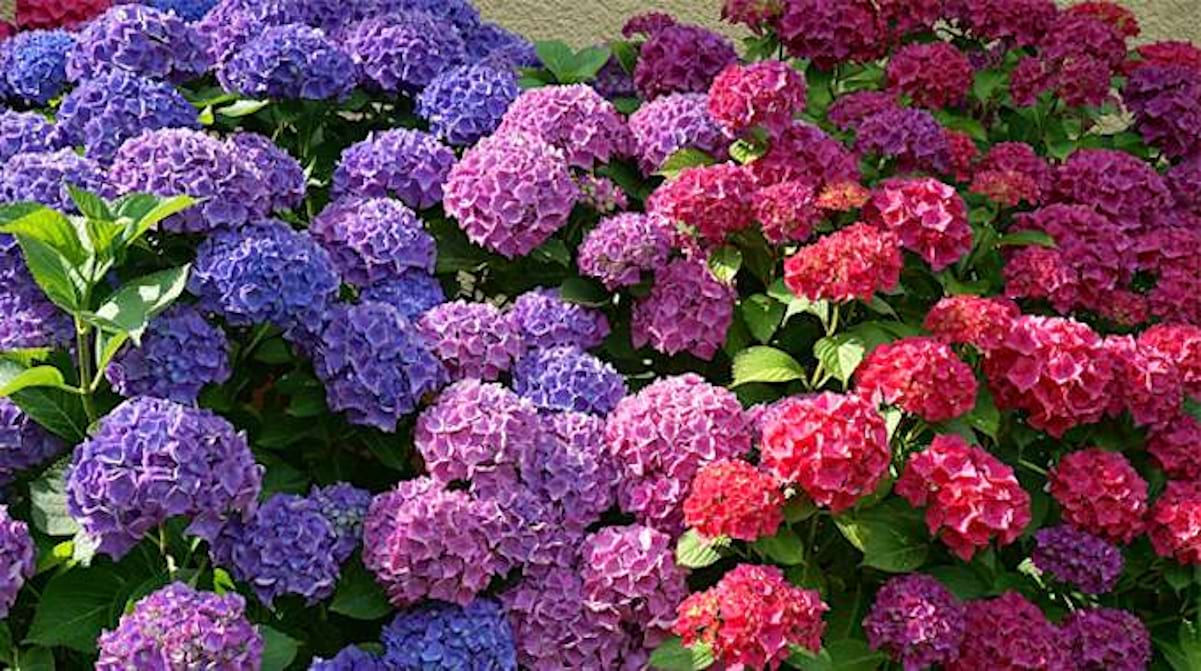 L Astuce Magique Pour CHOISIR La Couleur De Vos Hortensias