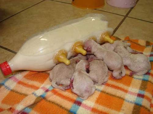 tétine pour animaux orphelin facile à faire bouteille