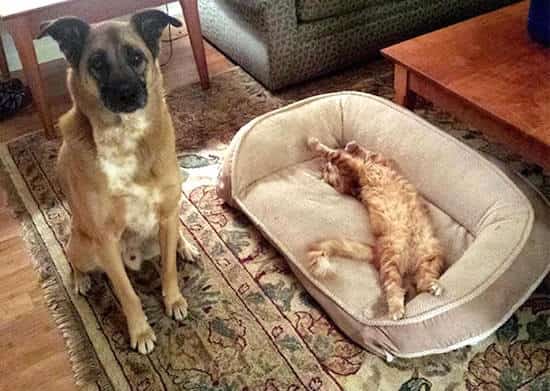 panier chat chien