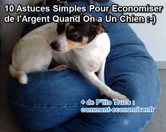 10 astuces simples pour économiser de l'argent quand on a un chien