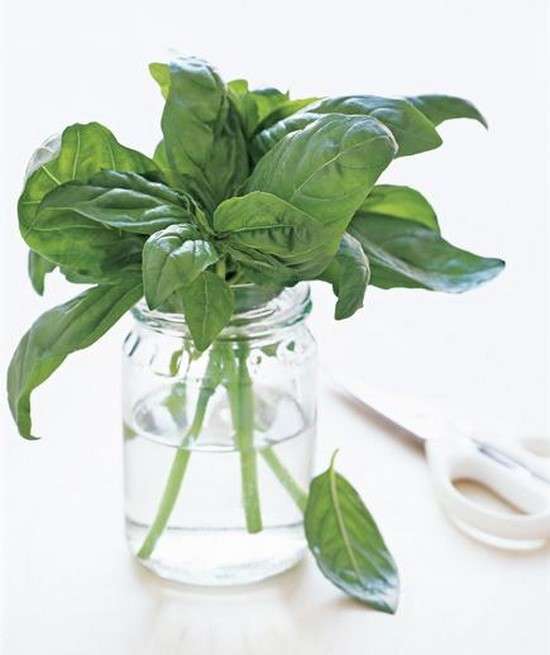 bocal en verre pour conserver ses herbes aromatiques