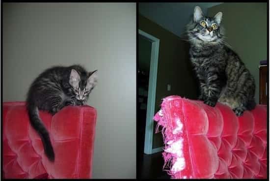 chat sur canapé rose griffé