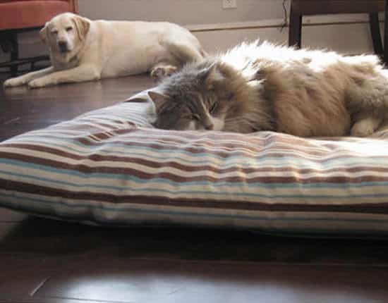 un chat vole le panier du chien