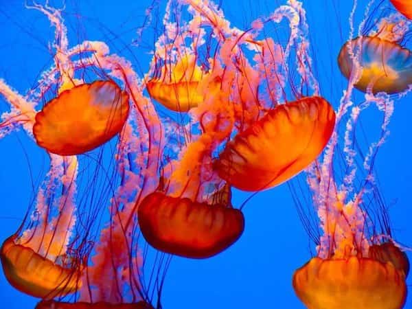 faire pipi sur piqure de méduse