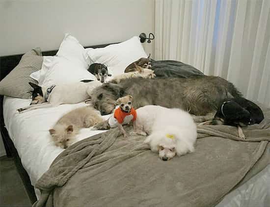 vie des chiens adoptés d'une refuge