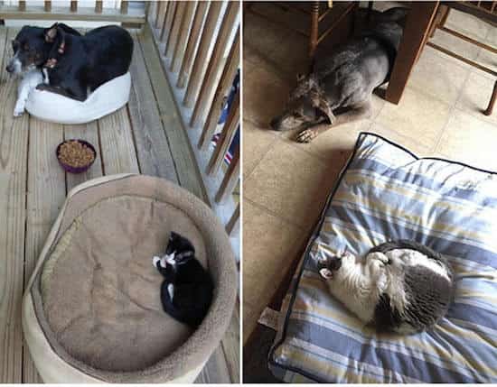 chat malin qui pique le panier du chien