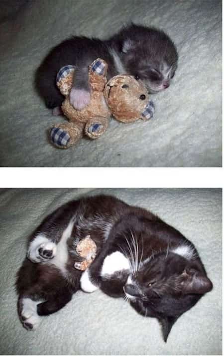 bébé chat avec peluche