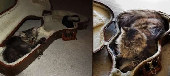 gros chat dort dans étui guitare
