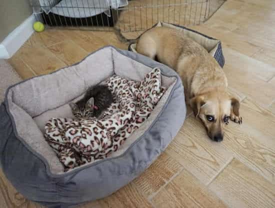 chaton dans le grand panier du chien