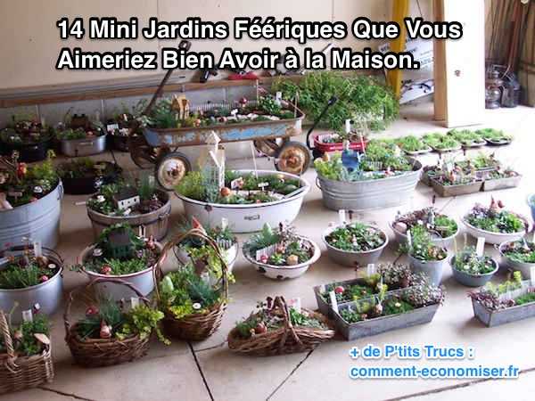 Daisy La Magnifiquefée Miniature Pour Votre Jardin Enchanté-Jardin
