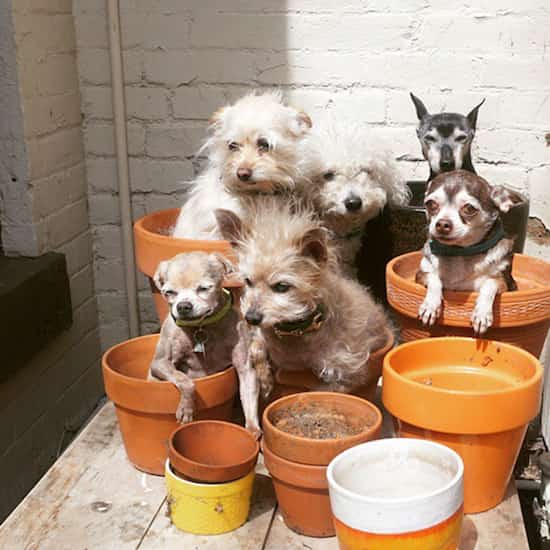 petits chiens adoptés vieux dans pot de fleurs