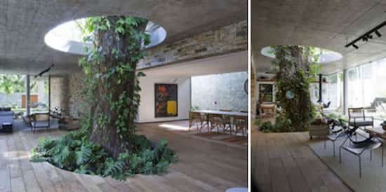 intérieur design vrai arbre qui pousse dans la pièce