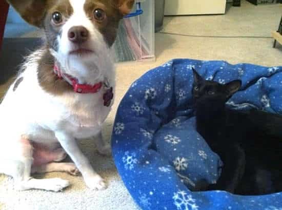 chien et chat et vol de panier