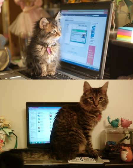 chat sur clavier ordinnateur
