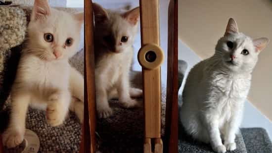 évolution chat blanc