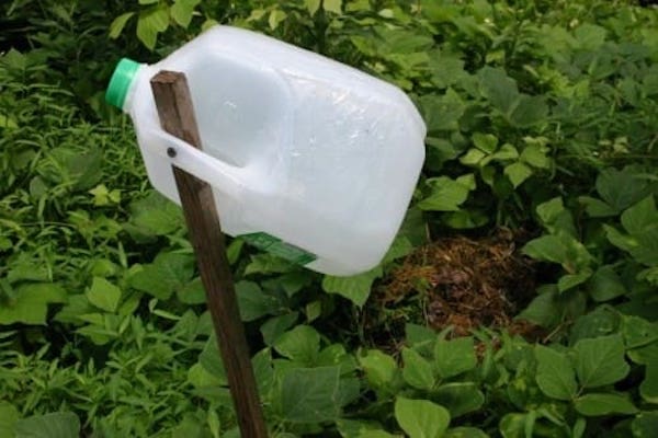 Comment faire piège à insectes pour jardin avec eau sucrée et bouteille plastique.