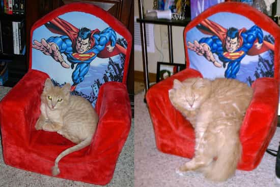chat roux couché sur un fauteuil de super man