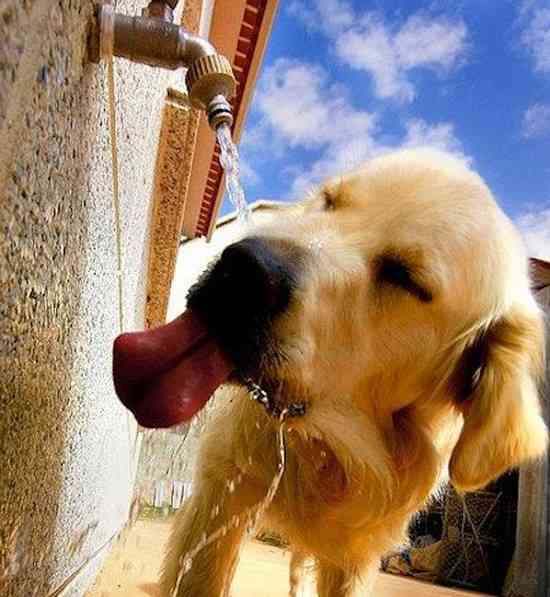 déshydratation donne faim