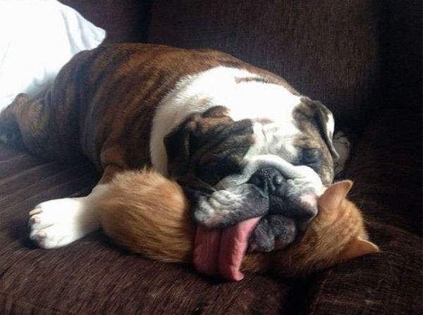 chien qui dort sur le chat