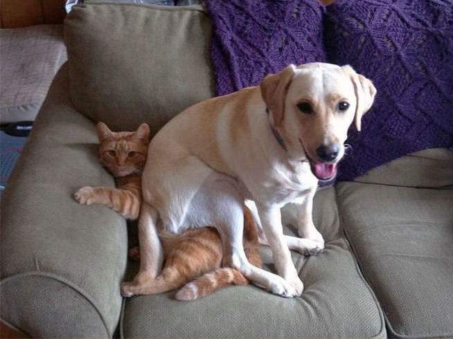 chien assis sur le chat roux