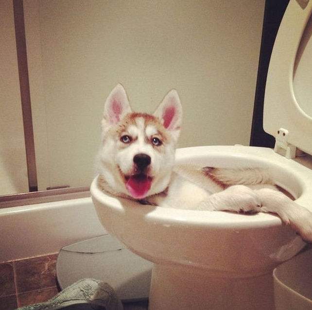 chien couché dans les wc