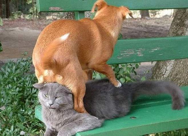 chien roux assis sur le chat gris