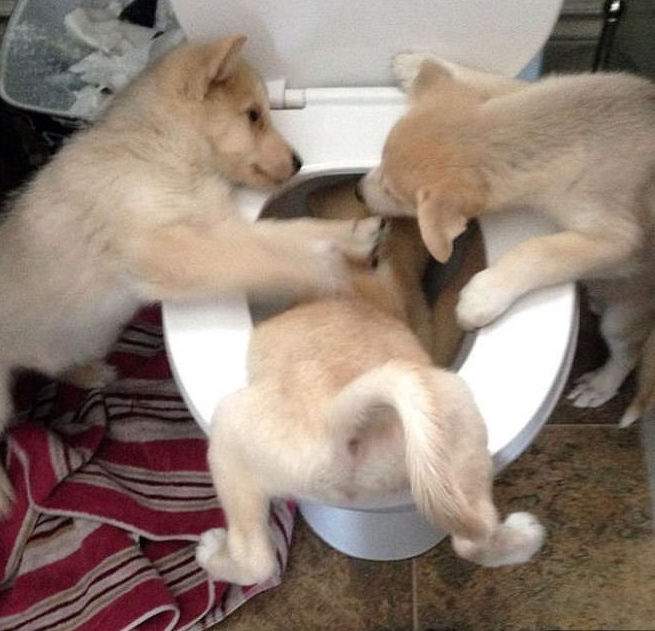 chiots qui jouent dans les wc